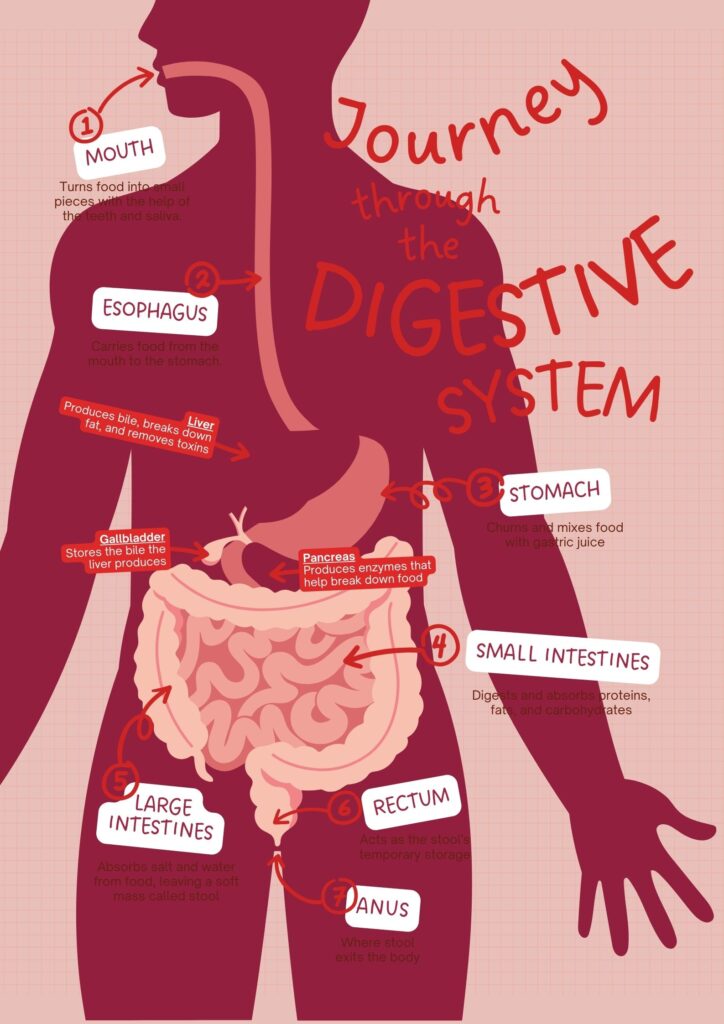 Human Digestive System